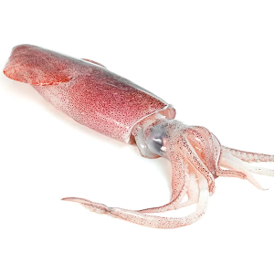 Calamar Loligo Entero 9-12 cm