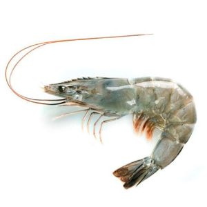 Camarón Vannamei 21-25 crudo con cáscara QF